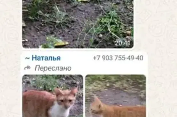 Найдена кошка, Москва, фото: Кошка найдена у Пятёрочки, Остроумовская, 15
