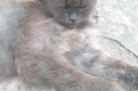 Кошки потеряшки, Фролово, фото: Потеряшка кошка, ул. 40 лет Октября, 6
