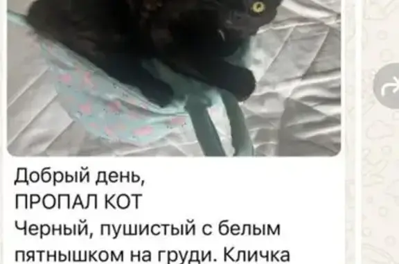 Пропала кошка, Пролетарский пр., 19 к2