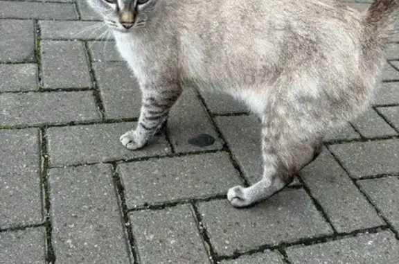 Найдена кошка, Калининград, фото: Найдена кошка, Октябрьская пл., 15