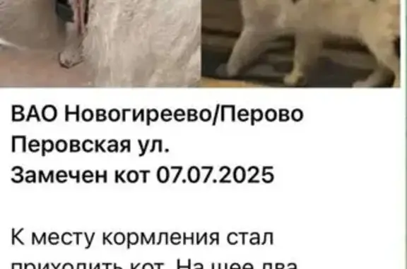 Найдена кошка, Москва, фото: Кошка найдена: Перовская ул., 39 к1, Москва