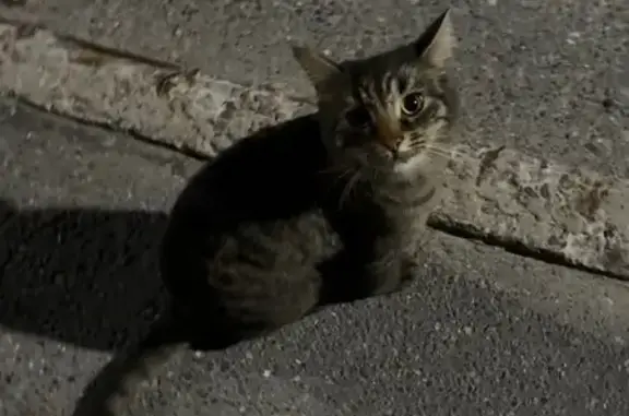 Кошка у подъезда на Гастелло, 23, Чебоксары