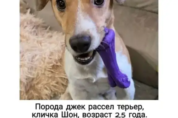 Пропала собака на Центральной, 20, Дубровка