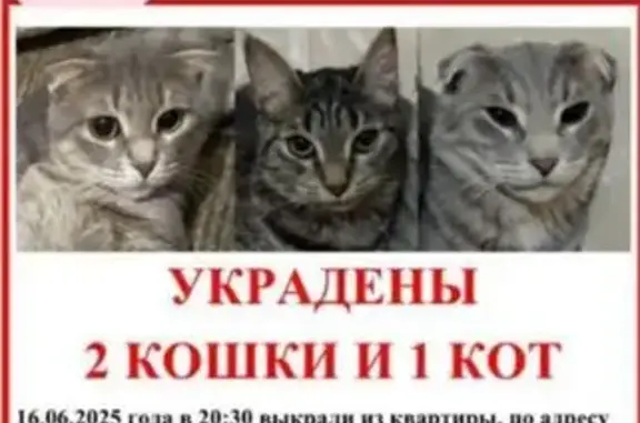 Пропала кошка, Люблинская ул. 129/2