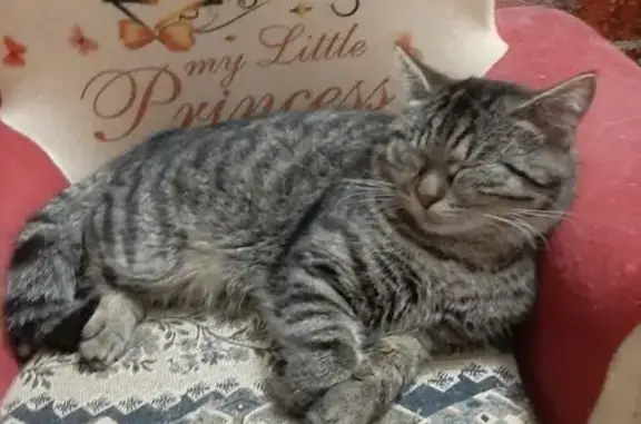 Кошка найдена у 