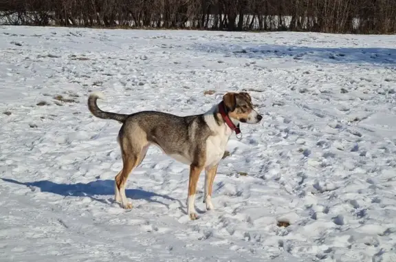 Собаки потеряшки, Московская область, фото: Потеряшка собака, МО, окрас серо-рыжий
