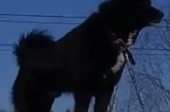 Собаки потеряшки, Байкаловское, фото: Потеряшка собака, Р-404, Байкалово