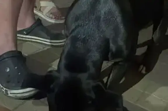 Собака найдена, Днепровский пер., Ростов-на-Дону