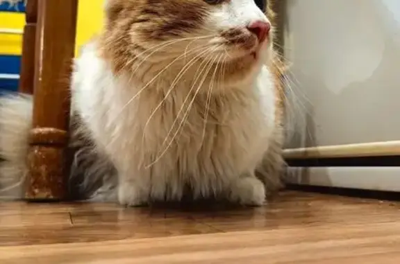 Найдена кошка, Донецк, фото: Кошка найдена: Щетинина 6, Донецк