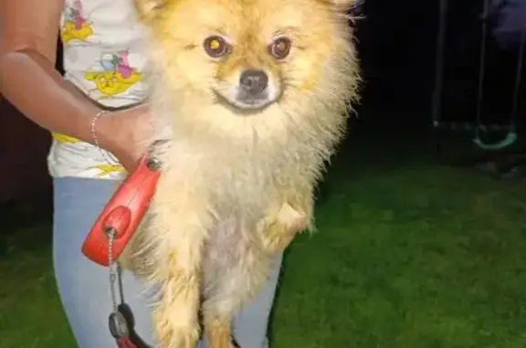 Найдена собака, Тула, фото: Собака найдена: Станционная ул., Тула