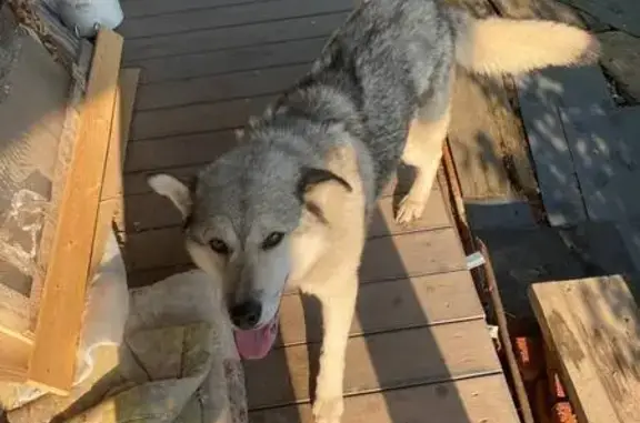 Найдена собака, Нурминское, фото: Найдена собака, Нурминское СП, Марий Эл