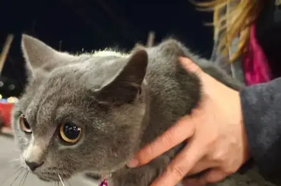 Найдена кошка, ул. Воробьёвых, 16, Чебоксары