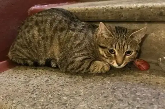 Найдена кошка, Москва, фото: Кошка найдена: 2-я Владимирская, 28 к2