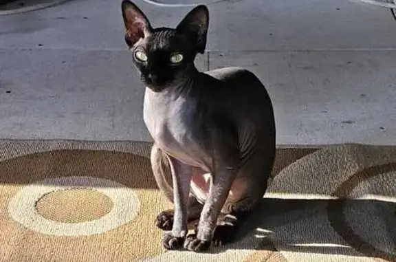 Кошки потеряшки, Липецкая область, фото: Потеряшка кошка в СНТ Лесное, р-н Горицы