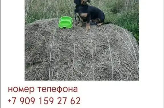 Пропала собака, МО, 10 лет, стерилизована