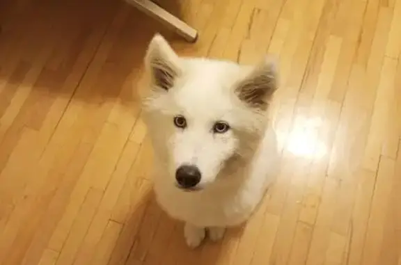 Собака найдена: ул. Фрунзе, 102, Екатеринбург