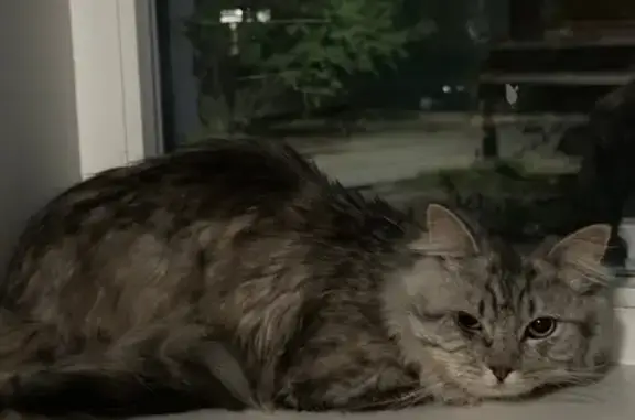 Кошка найдена: Перекопский городок 27