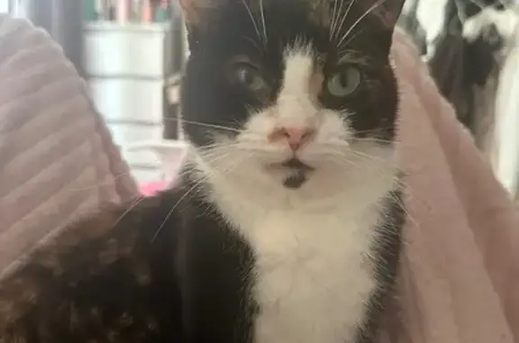 Кошки потеряшки, Симферополь, фото: Потеряшка кошка, ул. Острякова 44, Симф.