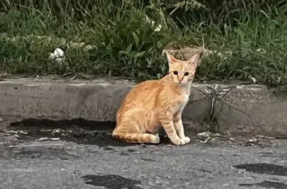Котенок найден у Березовой рощи, Казань