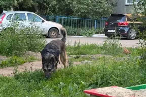 Найдена собака, ул. Котина, Челябинск