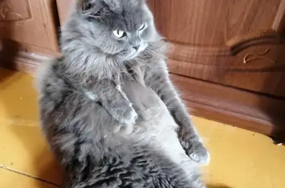 Пропала кошка, ул. Высоцкого 46, Новосибирск
