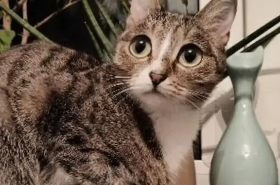 Кошки потеряшки, Усолье-Сибирское, фото: Потеряшка кошка, ул. Ленина 103, Усолье