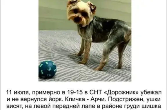 Пропала собака, Кемеровская область