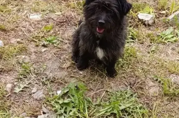 Найдена собака, Приморский край, фото: Собака найдена, Соловей-Ключ, Приморье
