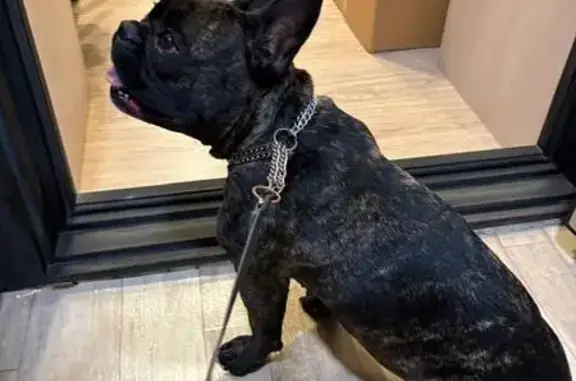 Собака найдена на Советской ул., Большое Протопопово