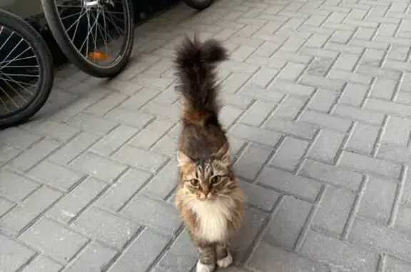 Кошка найдена на Лыжной, 13, Петрозаводск