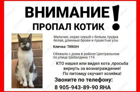 Пропала кошка, ул. Шебалдина 119, Омск