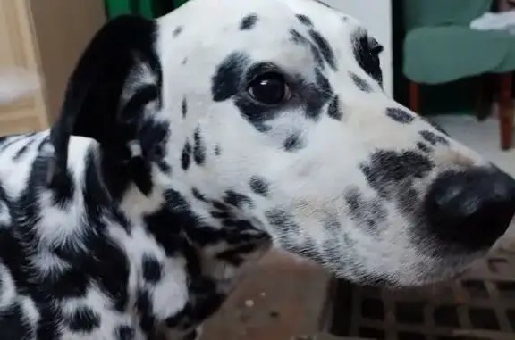 Далматинец найден: Курск, Новоказацкий 4-й, 14