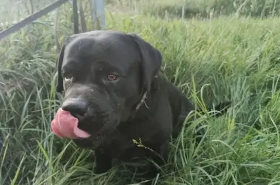 Лабрадор найден: Аэродромная 34, Магнитогорск