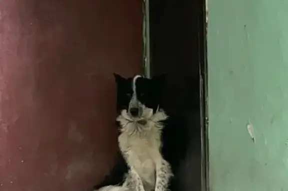 Найденные животные Курган, фото: Найдена собака, Станционная 47, Курган