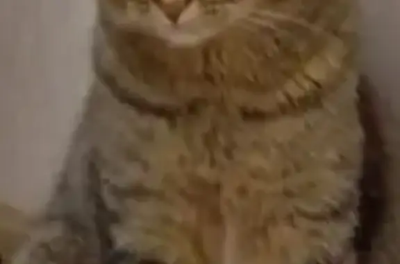 Кошки потеряшки, Омск, фото: Потеряшка кошка, пр. Мира 173/1, Омск