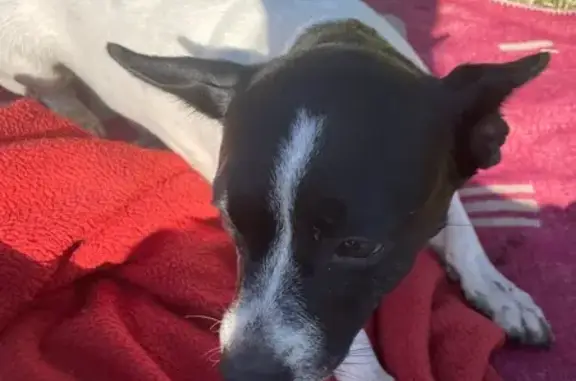 Собака найдена, Уфимская ул., Казанцево