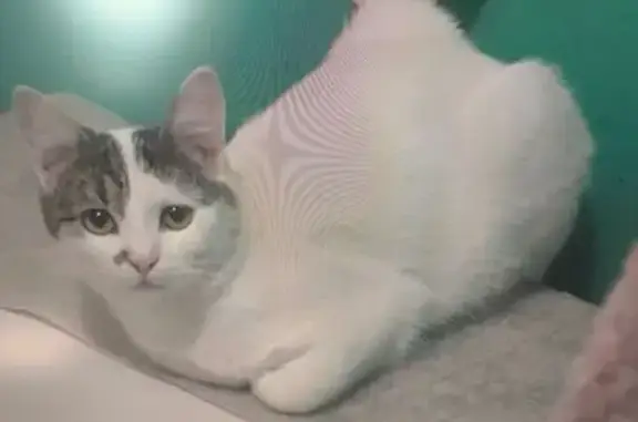 Кошки потеряшки, , фото: Потеряшка кошка, Гидротехническая ул, 7