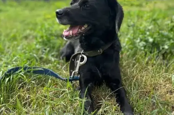 Собака найдена у поликлиники, Марковцева 10