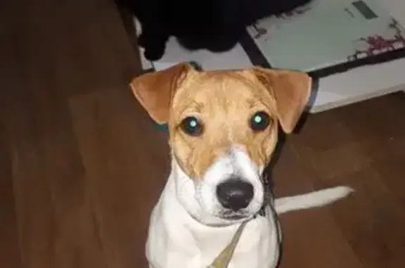 Собаки потеряшки, Шадринск, фото: Потеряшка собака, Омская ул. 56, Шадринск