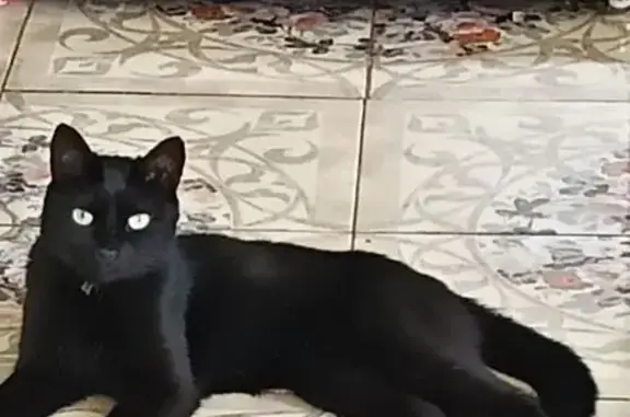 Кошки потеряшки, Ставрополь, фото: Потеряшка кошка, Старомарьевское шоссе, 33А/1