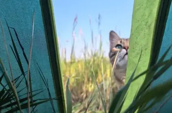 Кошки потеряшки, Малая Царевщина, фото: Потеряшка бенгальский кот, ст. 154 км, М. Царевщина