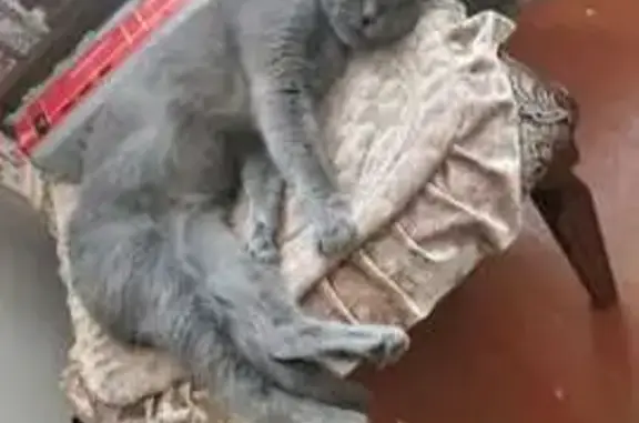 Пропала кошка на Багульной улице, Чита