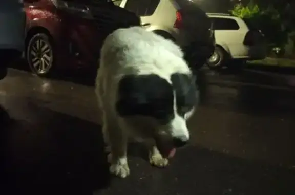 Объявления о пропавших и найденных животных, Нижний Новгород, фото: Найдена собака, Московское шоссе 137