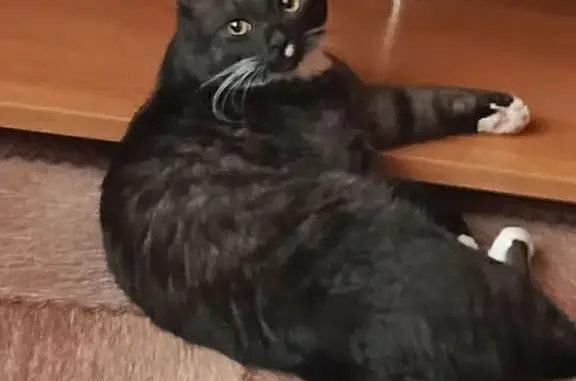 Кошки потеряшки, Зеленогорск (Красноярский край), фото: Потеряшка кошка, Парковая ул. 16, Зеленогорск