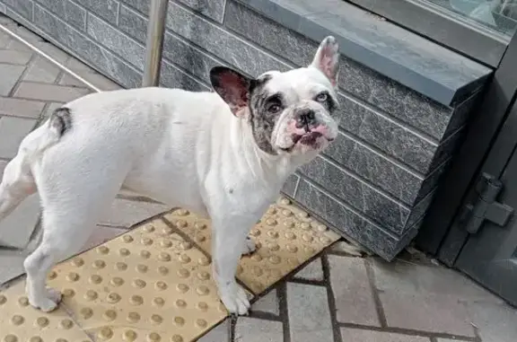 Собака у Веры Волошиной, 32, Кемерово