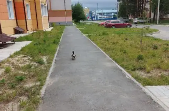 Объявления о пропавших и найденных животных, Югорск, фото: Утка в Югорске, ул. Мира 57а