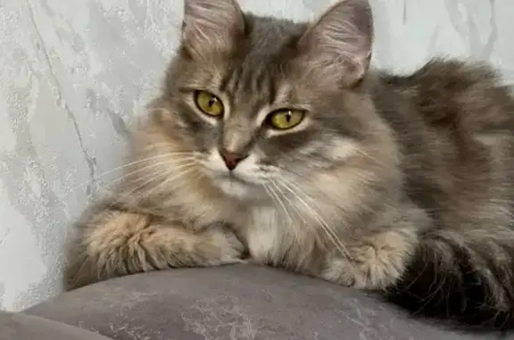 Кошки потеряшки, Новокузнецк, фото: Потеряшка кошка, ул. Пржевальского, 9, Новокузнецк