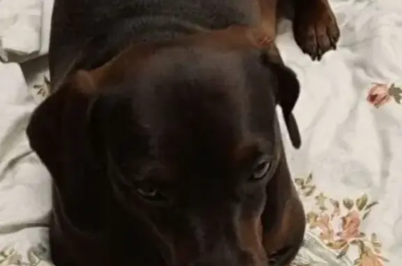 Пропала такса, Заборье, Ленобласть - photo