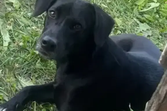 Пропала собака, Кызылтанская 20, Троицк