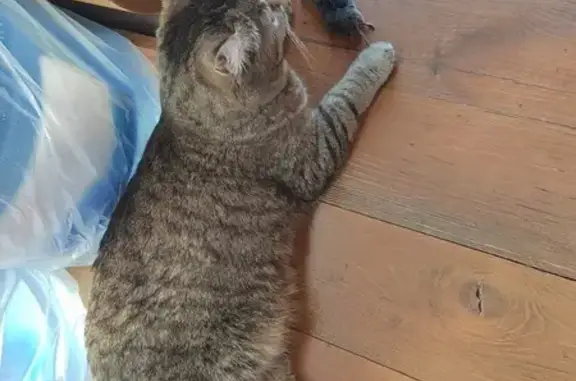 Пропала кошка